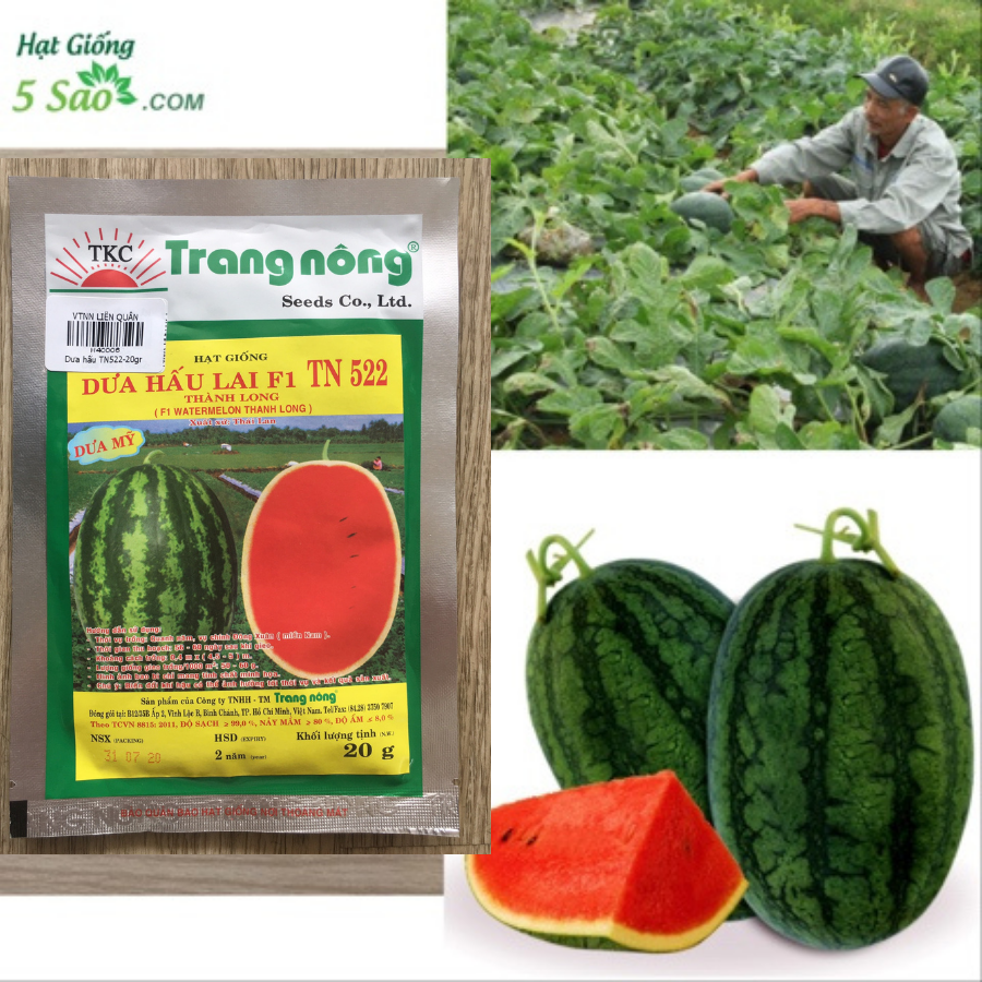 Hạt giống dưa hấu lai f1 tn 522