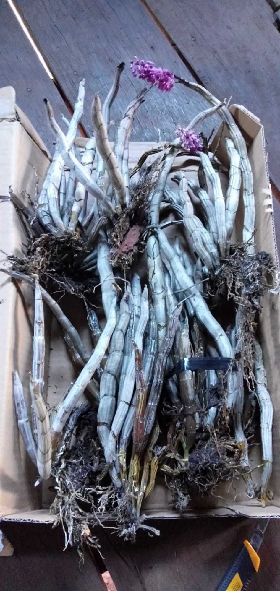 1 thùng hoa lan Báo Hỷ  chỉ 130k