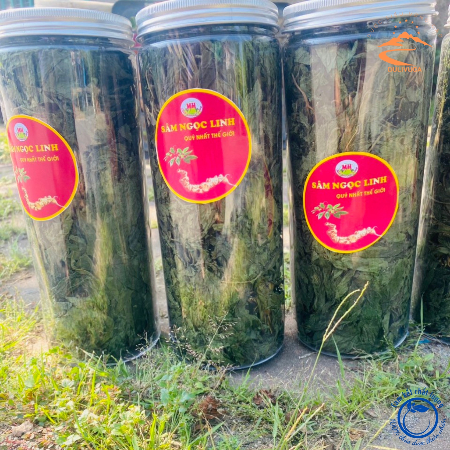 Trà lá sâm Ngọc Linh khô thượng hạng , sấy lạnh từ lá sâm Ngọc Linh tươi giúp bồi bổ cơ thể, chống oxy hoá