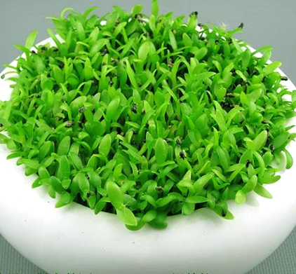 [HCM]Hạt Giống Cỏ Trồng May Mắn gói 1Gr
