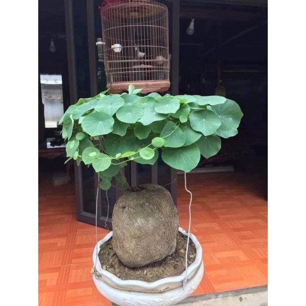 Củ bình vôi làm cảnh