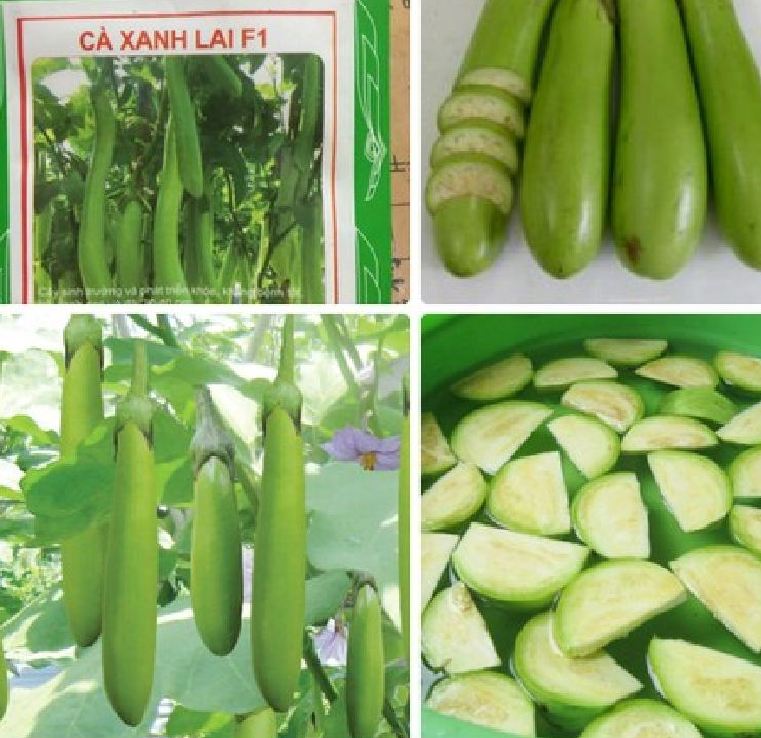 " gói 2gr=400 "hạt giống cà xanh lai trái dài f1