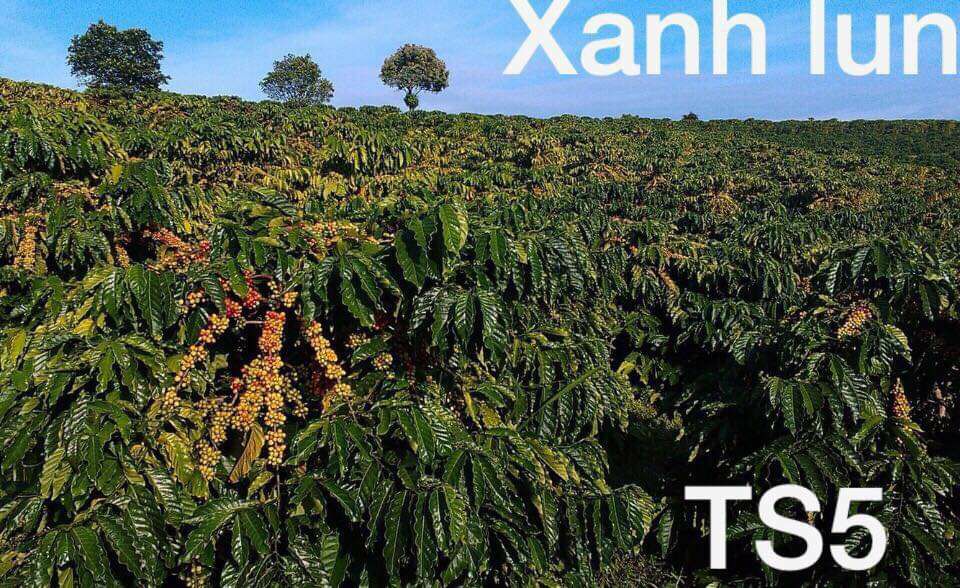 Cây cà phê xanh lùn TS5