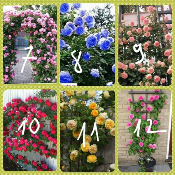 Gốc Hoa Hồng Leo Đà Lạt