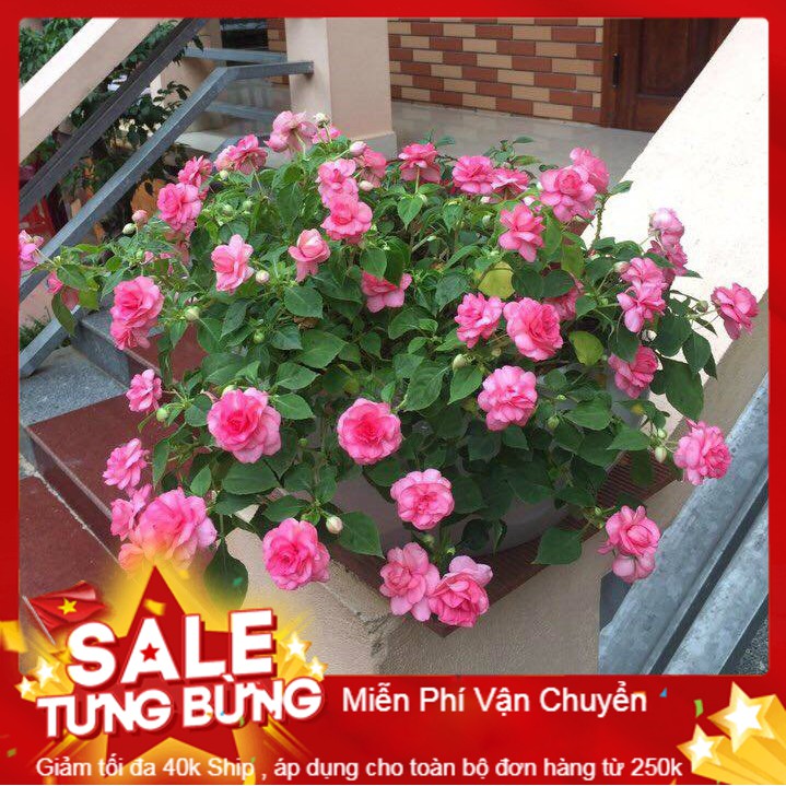 Hạt giống hoa ngọc thảo kép mix - 10 hạt