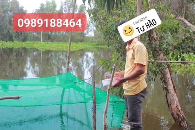 Vèo nuôi ếch, cá lưới Thái