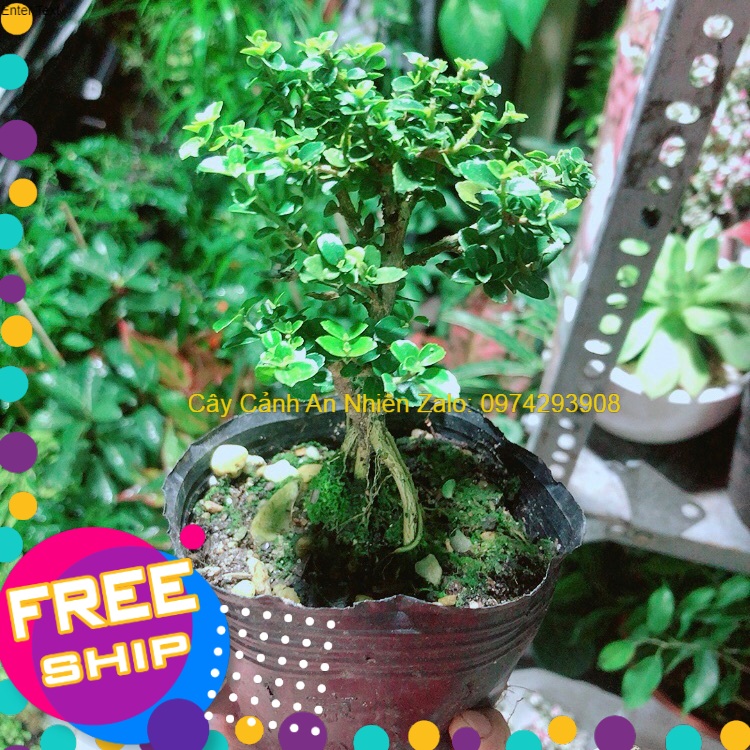 [HCM]Cây Sam Hương (cao 12cm ngang 7cm)