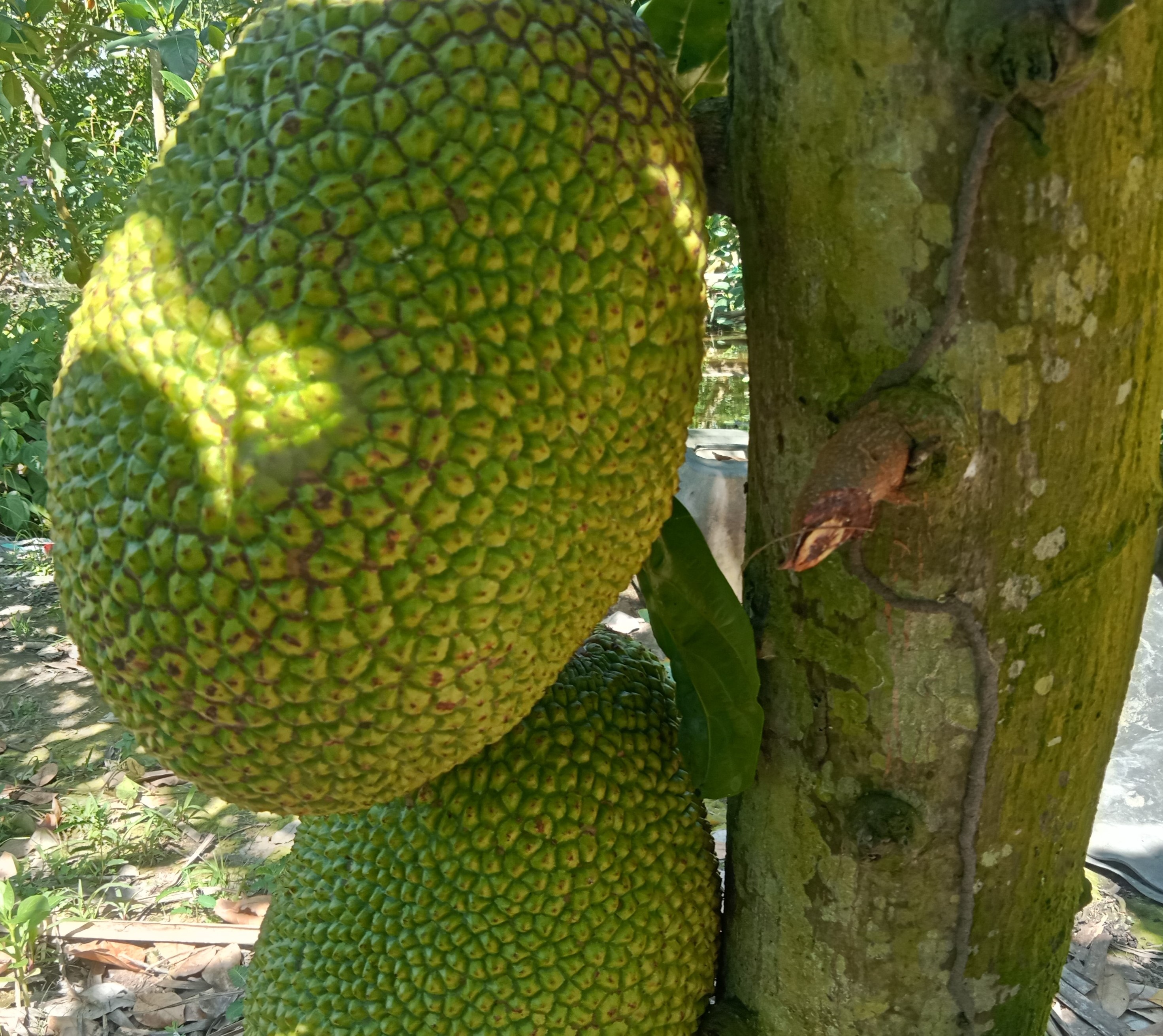 Mít non nguyên trái, mít non tươi