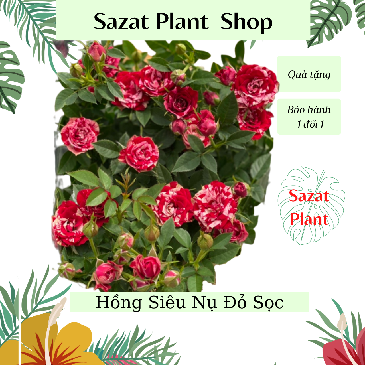 Hoa Hồng Siêu nụ màu đỏ sọc chậu to cây cao 30-35cm, có hoa quanh năm, cây trang trí trồng trong nhà lọc không khí Sazat Plant