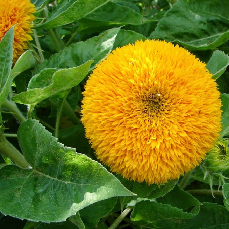 Hạt giống Hoa Hướng Dương cánh kép  VTP99 | Vạn Tín Store