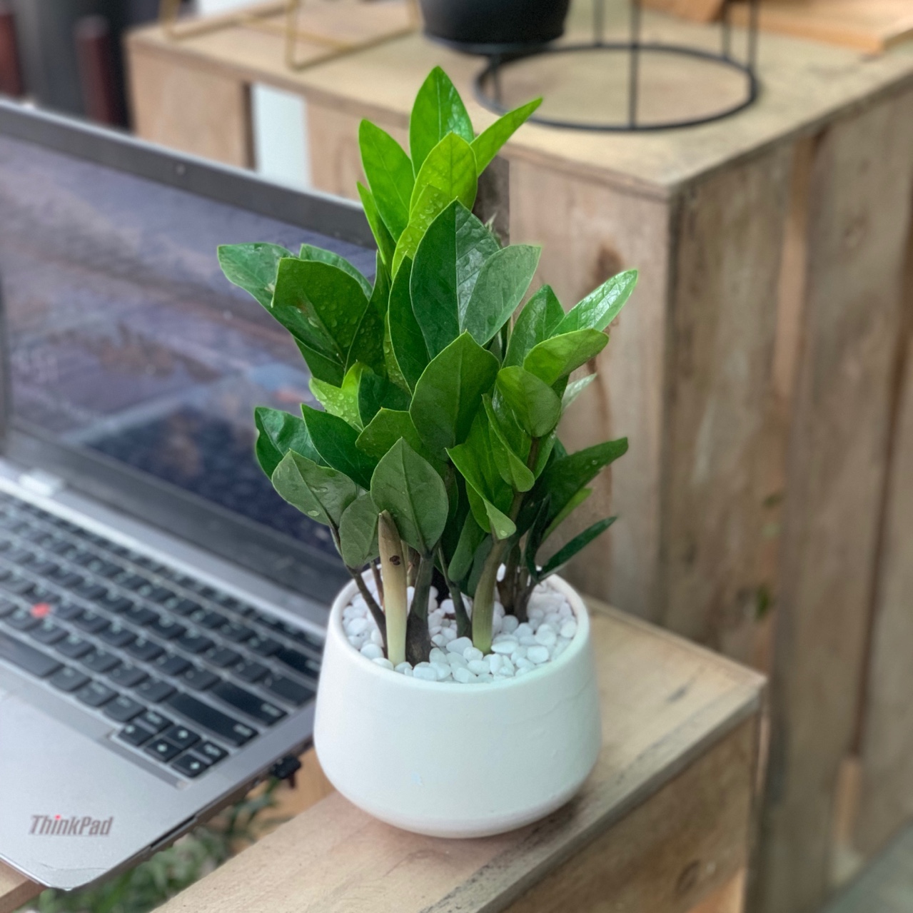 Cây kim tiền tặng chậu