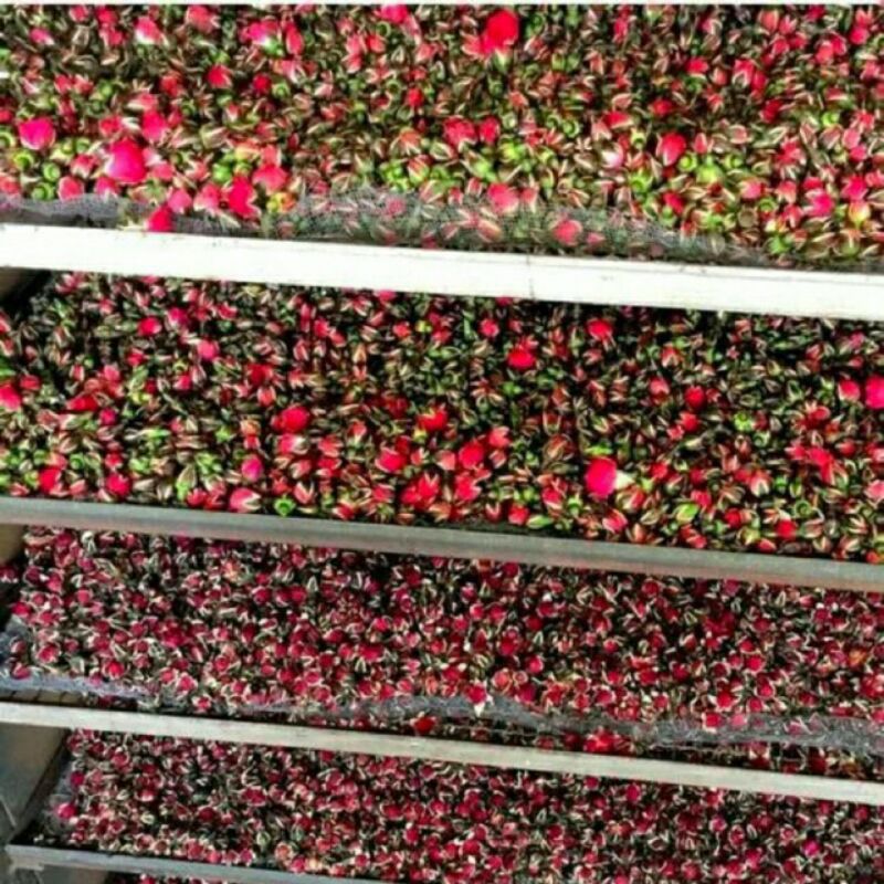 500g trà hoa hồng khô