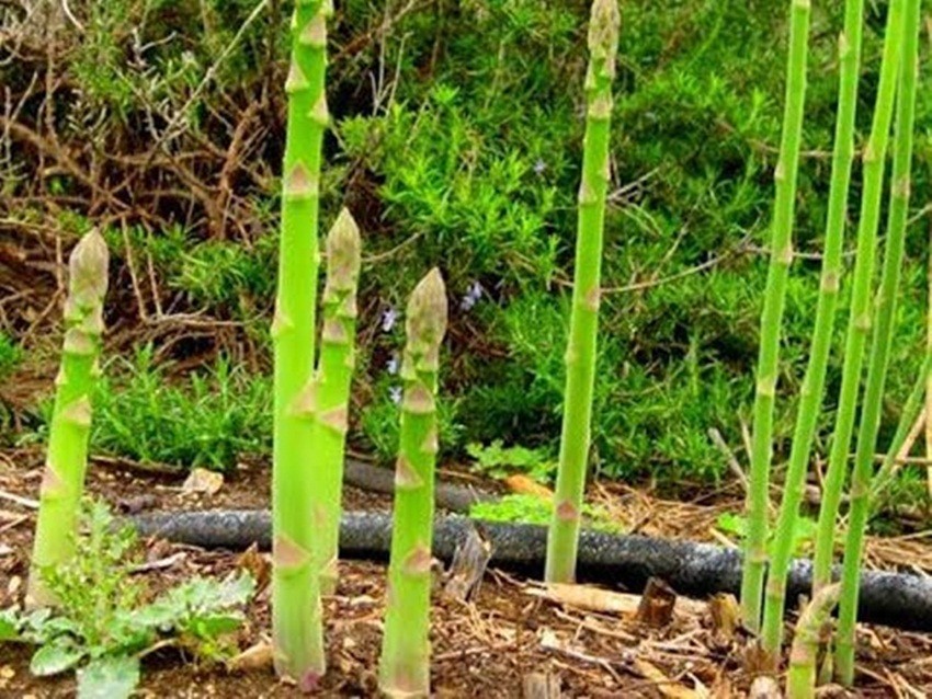 Hạt măng tây - gói 10 hạt