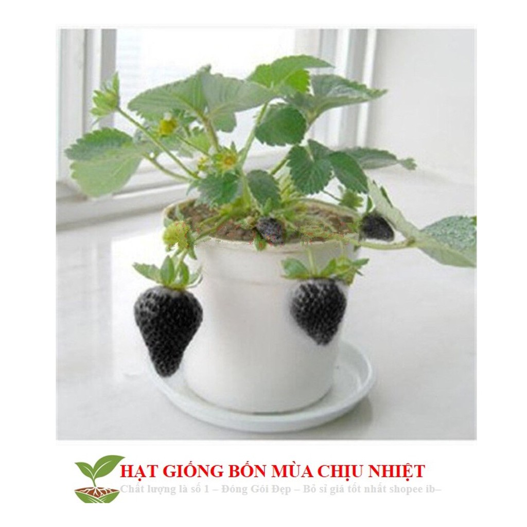 MA1A Gói 50 Hạt giống Dâu tây Đen Chịu Nhiệt (tặng gói kích nẩy mầm và hướng dẫn gieo hạt) ĐẾN MÙA TRỒNG TẾT