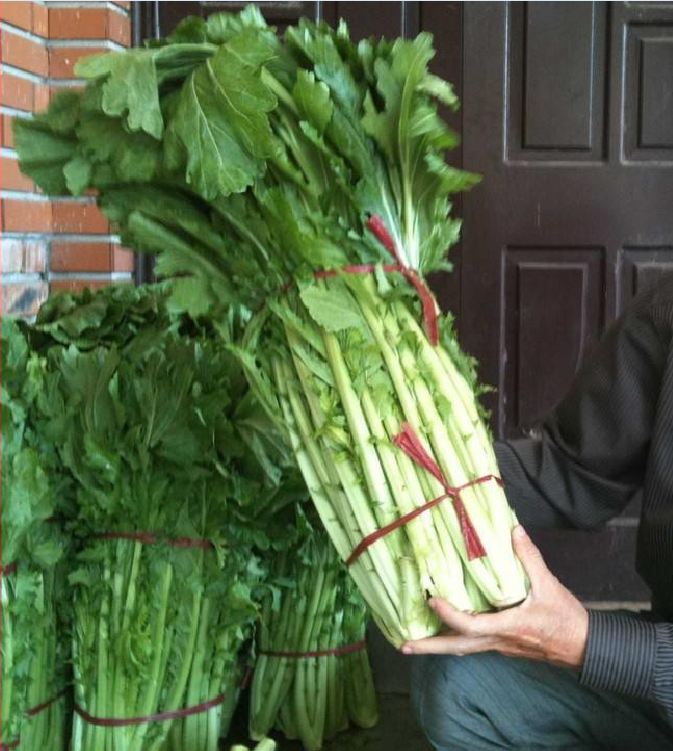 Hạt giống rau cải mèo Hà Giang - gói 100gram