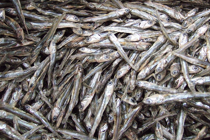 Cá cơm kho khế, cá cơm khô đặc sản Nha Trang đóng túi hút chân không 500gram