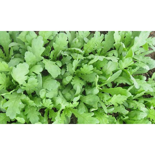 Hạt giống rau tần ô lá tròn gói 20g