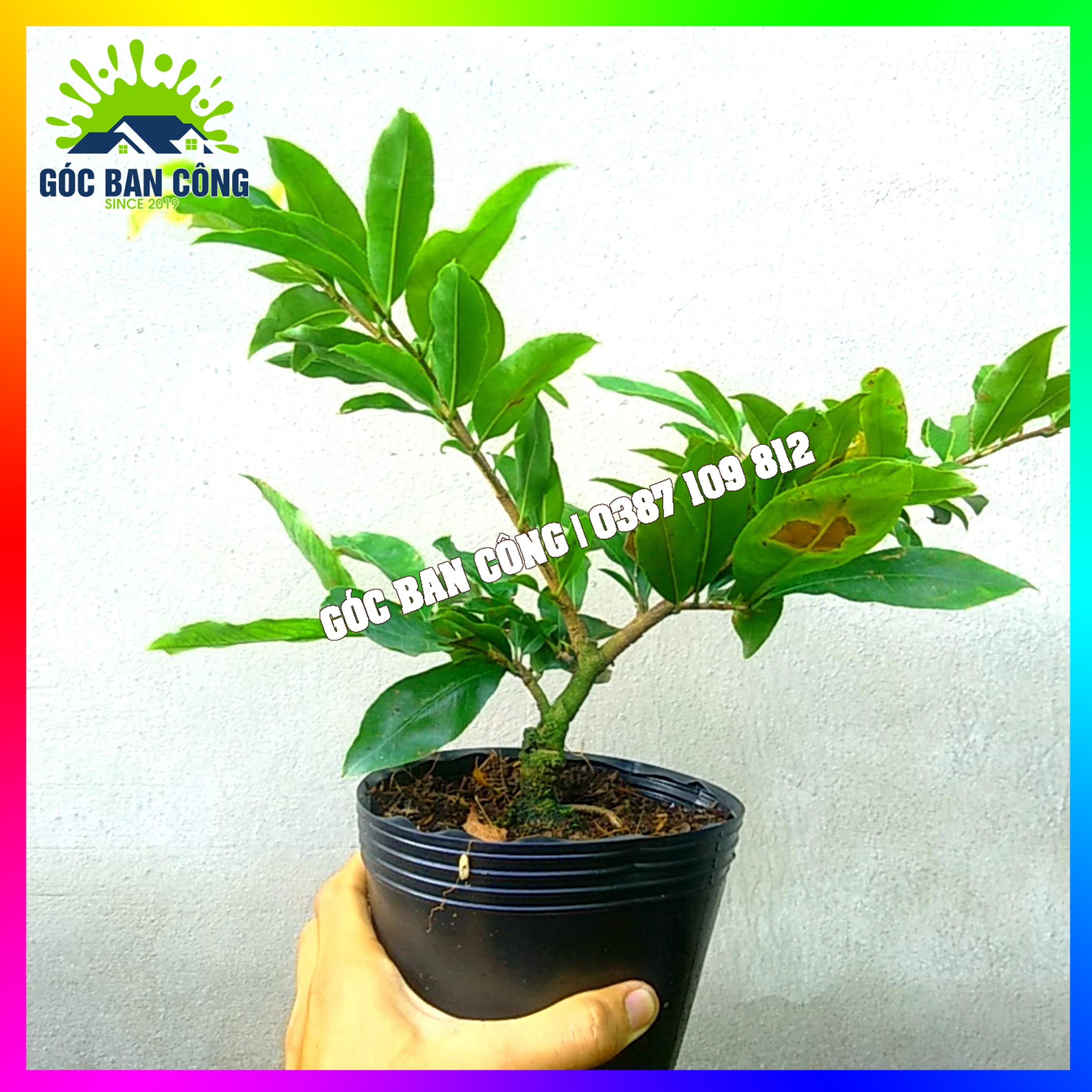 Mai Vàng Gốc Quái Dáng Bonsai Mini