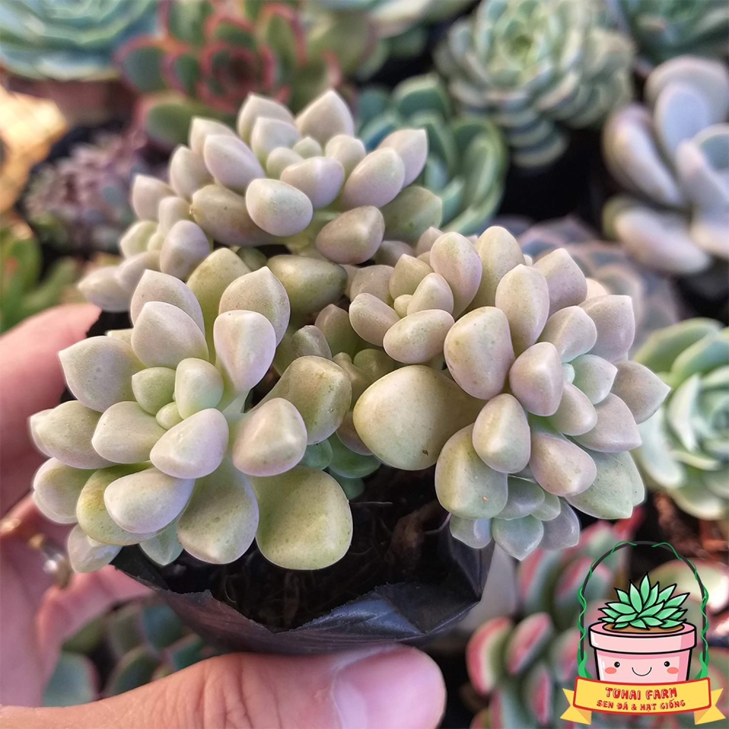 Bầu sen đá kim tuyến - mập ú ánh kim - lỗi là đổi