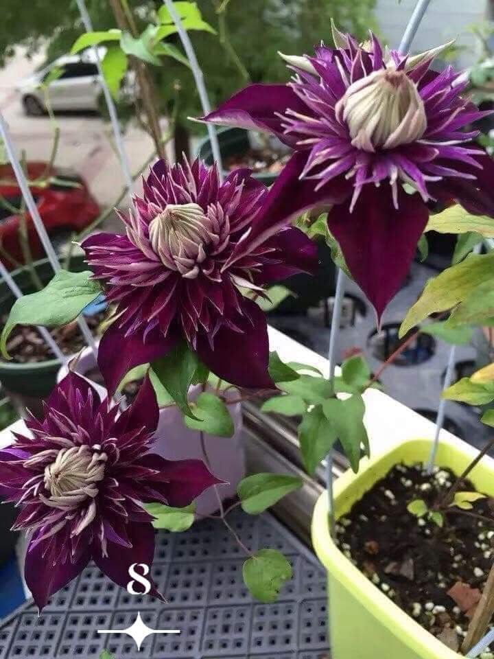 Củ giống hoa leo Ông Lão các màu, nhiều chồi - Mẫu 8