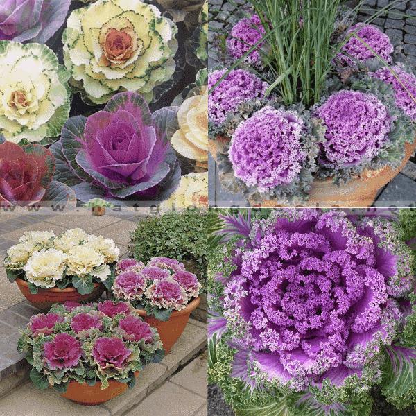 [ SP Mới Về] - Hạt giống rau bắp cải tí hon tím  chất lượng cao - Tặng kích mầm & Tài liệu hướng dẫn gieo trồng