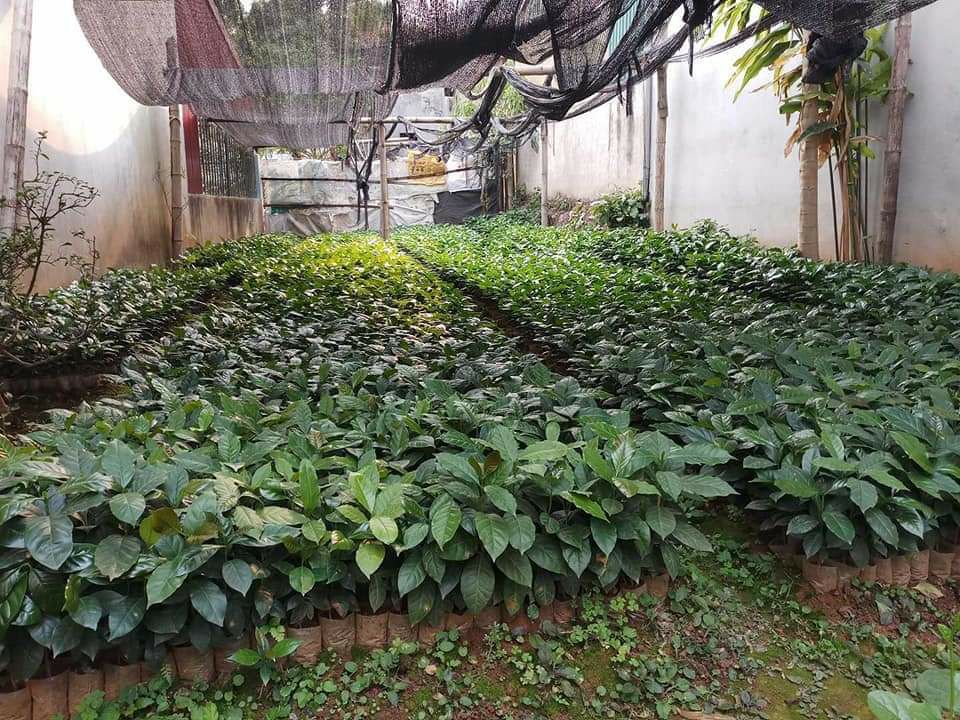 Cây cà phê moka giống