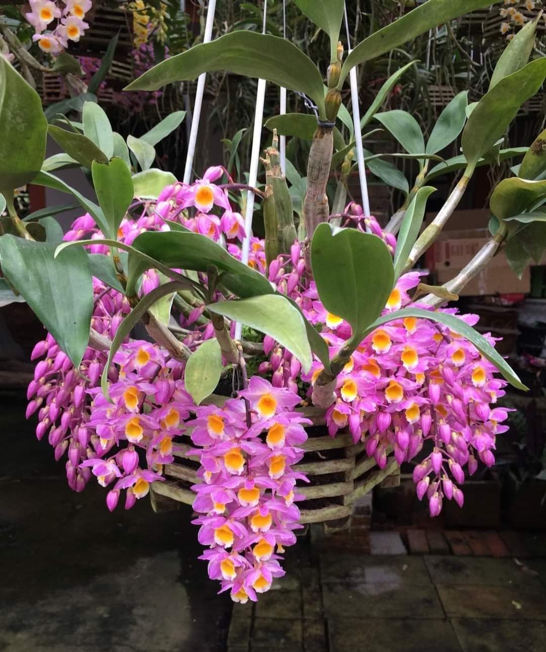 Hoa lan kiều tí. trắng, vàng