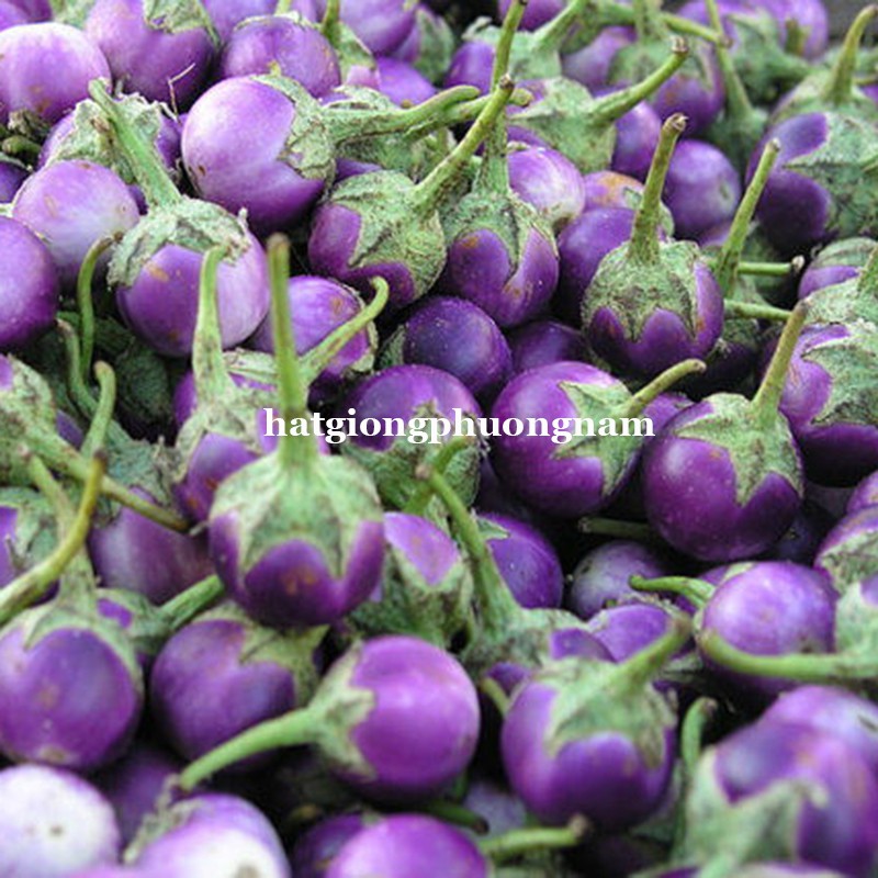 [HCM]0.5gr Hạt giống cà pháo tím sai quả