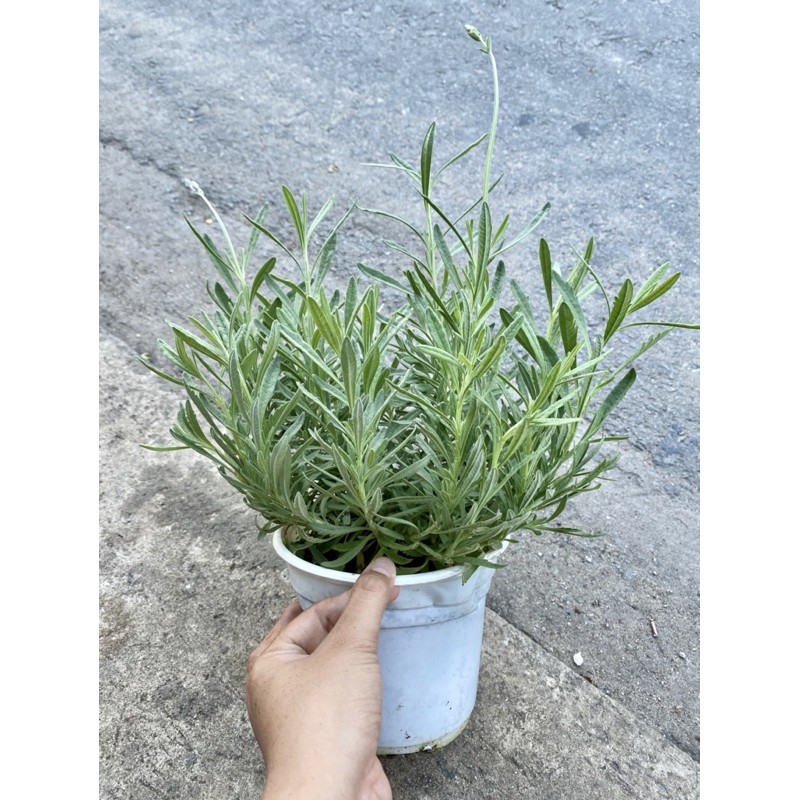 Cây Lavender, Oải Hương, dòng True Lavender - Bầu chậu ổn định, ra hoa tím, rất thơm ️