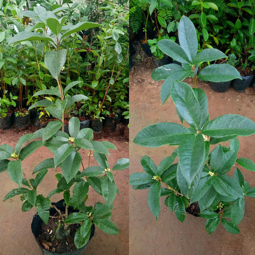 Cây mộc hương giống Cây mộc hương ta hoa vàng thơm ngát