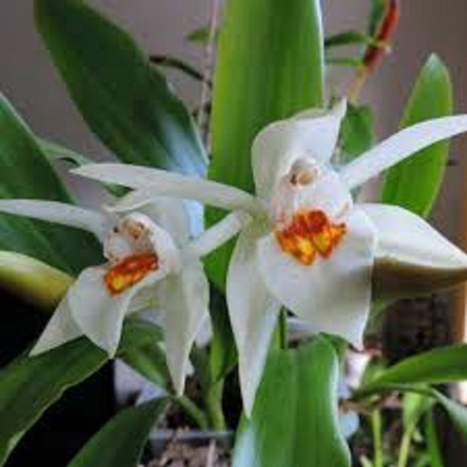 COMBO 5 LAN THANH ĐẠM RỪNG TÂY BẮC, MẶT HOA TUYỆT ĐẸP