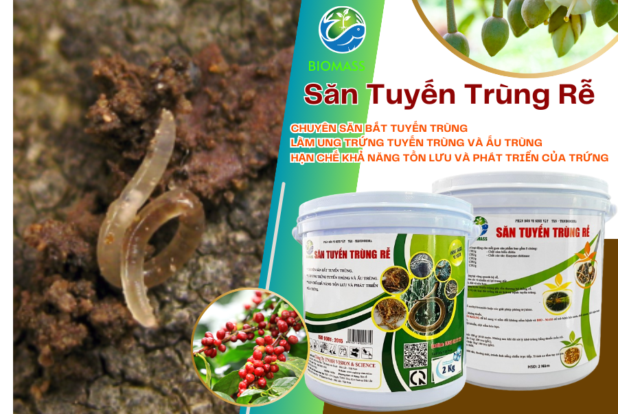 [ XÔ 2KG ] Vi Nấm Săn Tuyến Trùng Rễ