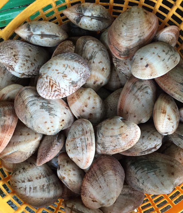 [HCM]HCM -Ngao 2 cồi sống size 15-18con/ký- Giao Nhanh