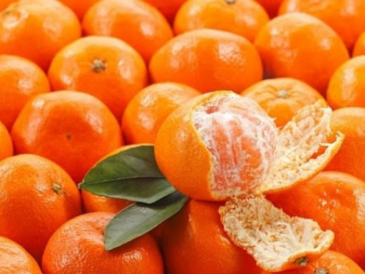 Cây giống cam đường canh combo 2 cây hay cam canh - FREE SHIP TỪ 50K