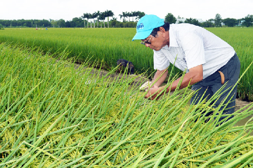 Gạo ST25 Thiên Thanh Túi 5kg