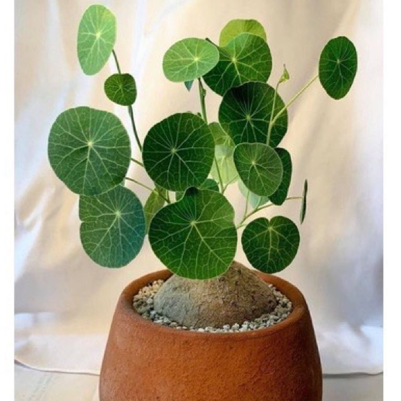 Củ Bình Vôi thái có lá 1kg lz3