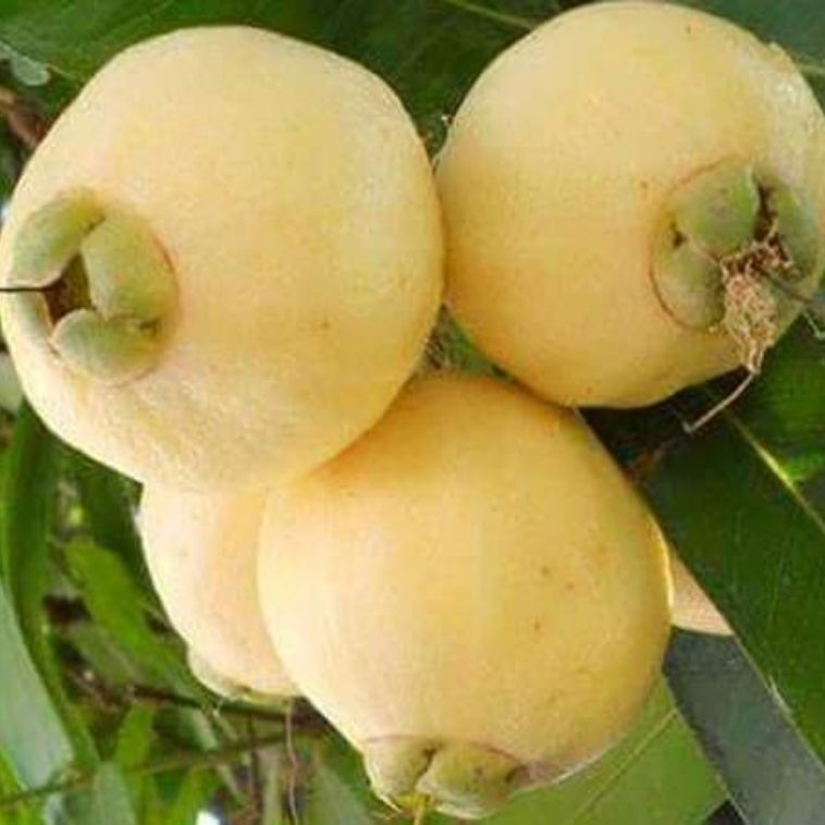 CÂY LÝ, CÂY MẬN LÝ SIÊU QUẢ ươm bằng hạt