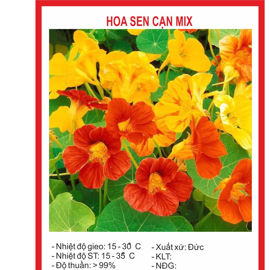 Hạt giống hoa sen cạn 15 hạt