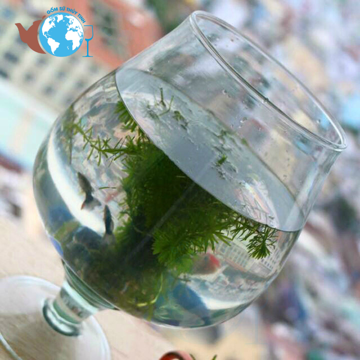 [HCM]Bể cá thủy tinh 5.4 lít D24cm x H24cm chậu cây ly chân HCLC1 HỒ CÁ LỚN NHẤT-- Tặng kèm rong và sỏi