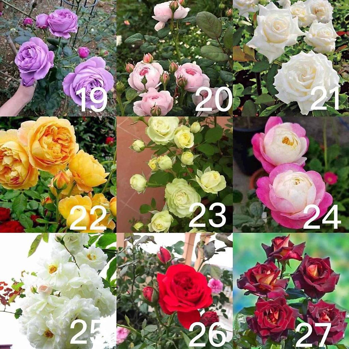 COMBO 15 GỐC HÔNG LEO ĐỦ MÀU ( KHÁCH ĐƯƠC CHỌN MÀU )