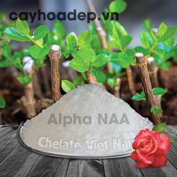 Siêu kích thích ra rễ Auxin Alpha NAA Ấn độ 99% không tan trong nước 100gram (Tặng dung dung môi KOH)