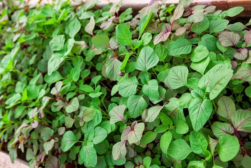 Hạt giống rau dền cơm 5gr