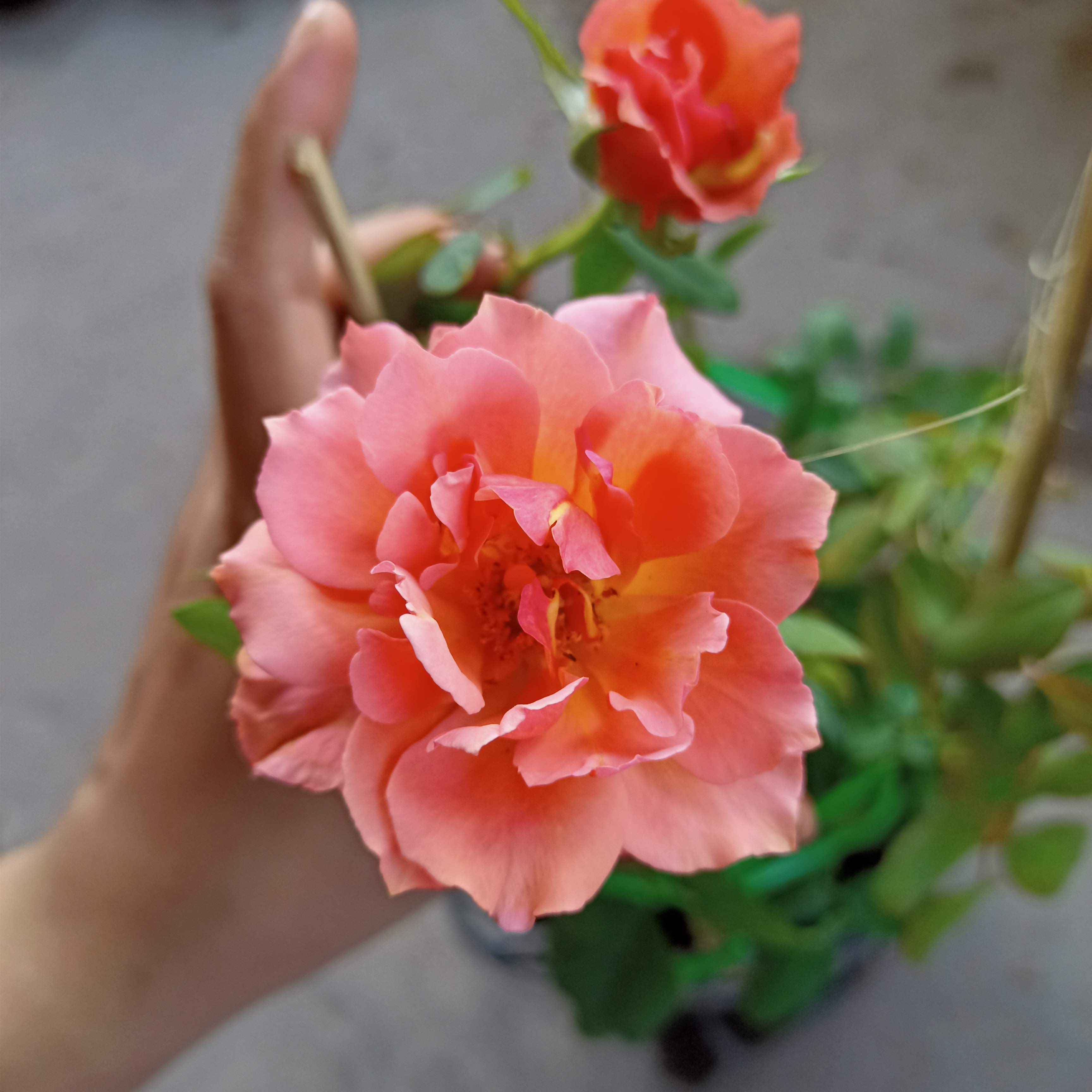 Chậu cây hoa hồng bụi Falcon C8 - Summer Garden