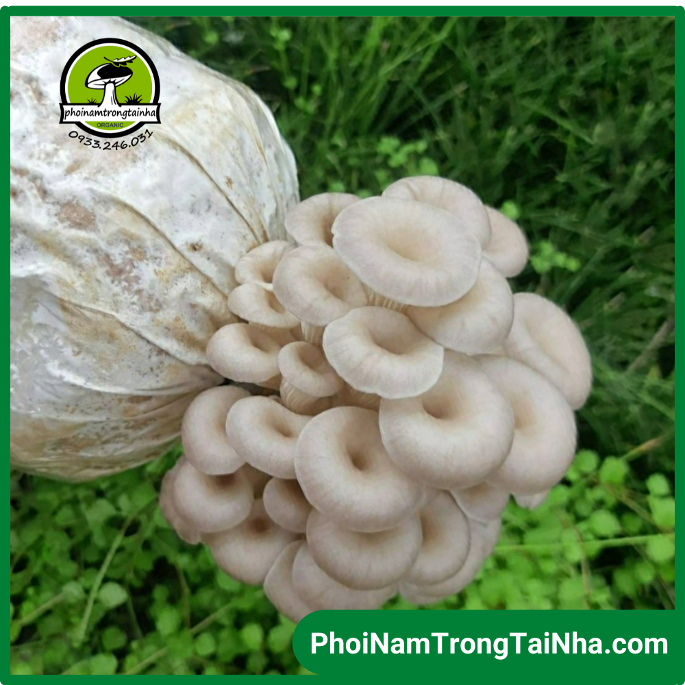 Combo 6 Phôi Nấm Bào Ngư Xám Thái Trồng Tại Nhà