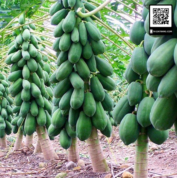 Hạt giống Đu đủ lùn punket Thái Lan quả dài