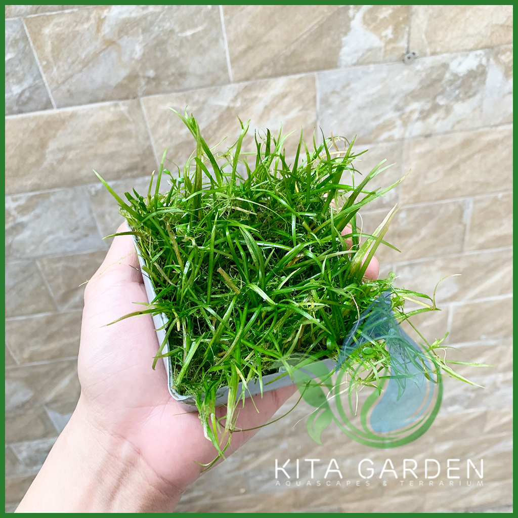 Cây cỏ đỏ | cỏ nền | cây thủy sinh