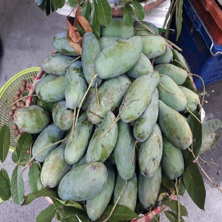 Cây giống xoài Thái - C088