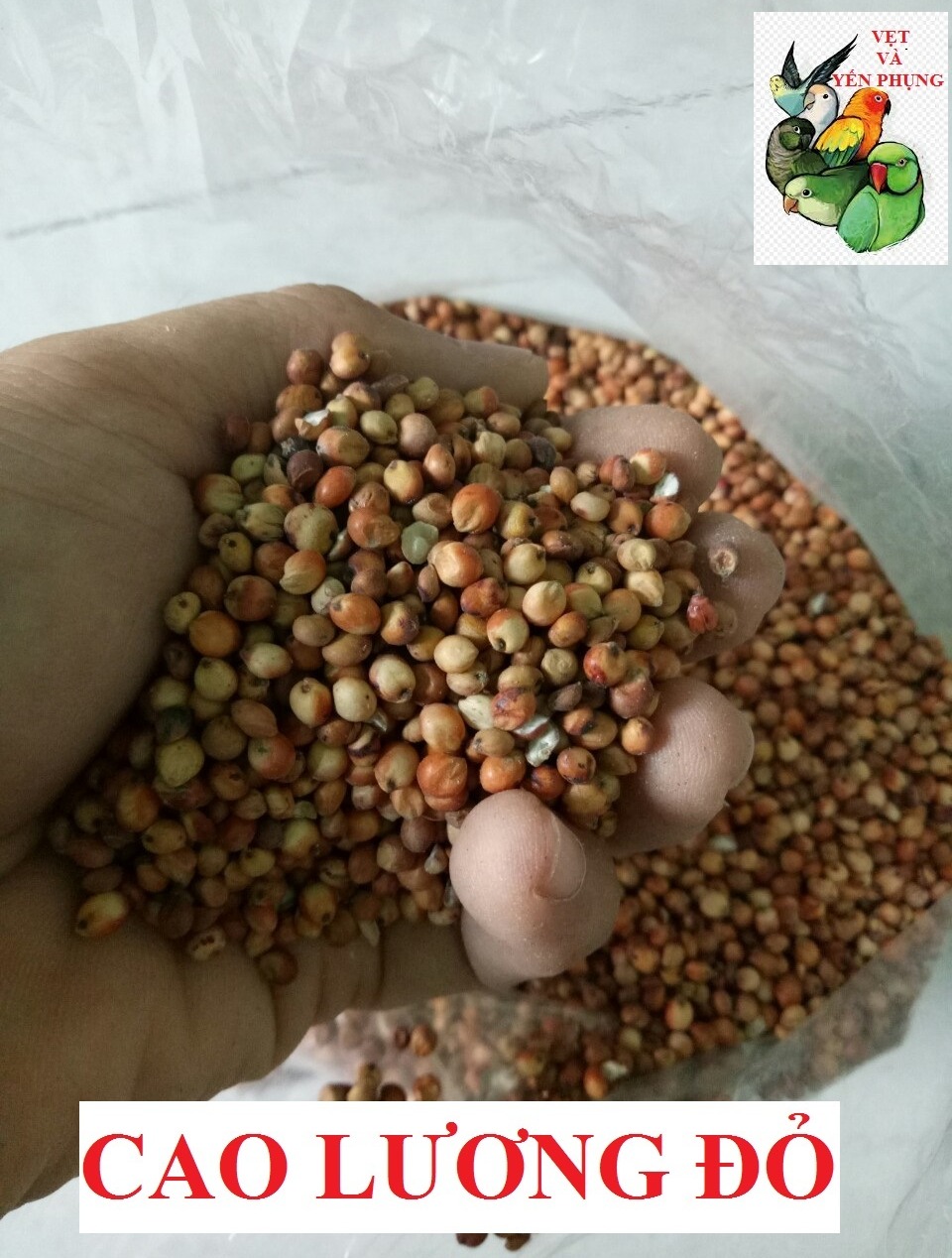 1kg hạt cao lương đỏ cho các dòng vẹt và thú cưng