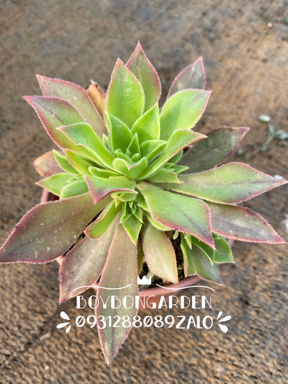 Cây sen đá aeonium ba màu lá dài 🌵 ❣ ⚡ ❤ ✈