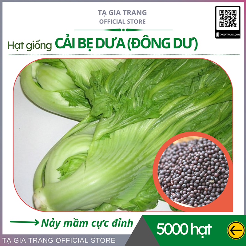 Hạt giống rau cải bẹ đông dư - Shop hạt giống Tạ Gia Trang
